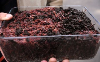 Разведение червей как бизнес в домашних условиях