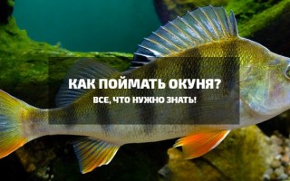 Как правильно ловить окуня