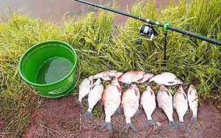 Прикормка для холодной воды: чем прикормить леща осенью?