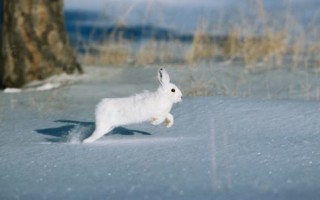 Охота на зайца петлями и капканами