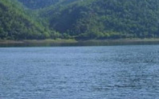 Белый амур 🐟 Крупная пресноводная рыба