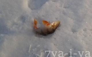 Снасти для ловли волчьего окуня