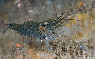 Водятся ли креветки в черном море