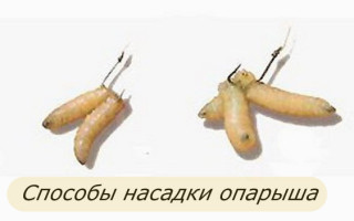 Как правильно насадить опарыша на крючок для ловли разных видов рыб