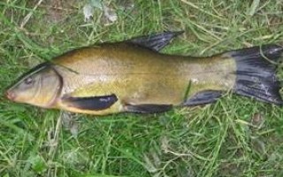 Прикормка на линя в домашних условиях