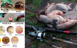 Наживка для карася летом