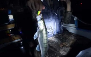 На усы  ночная ловля судака на воблеры