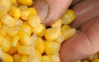 Кукуруза. Ловля на «царицу полей»
