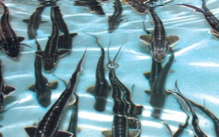 Балык из стерляди — читайте на Сatcher.fish