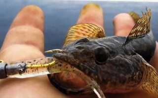 Снасти для ловли бычка на азовском море