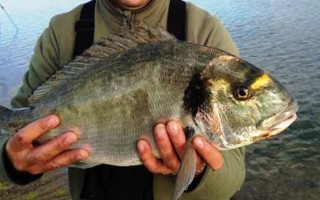 ЛОВЛЯ МОРСКОГО КАРАСЯ (ЛАСКИРЯ) » Все о рыбе и рыбалке