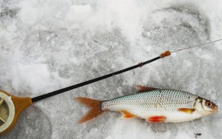 Ловля плотвы зимой на мормышку с мотылем и безмотылку и поплавок. Выбор снастей для зимней рыбалки на плотву