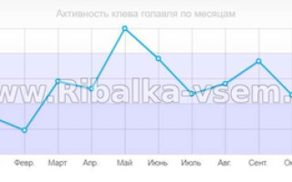 Ловля голавля осенью на спиннинг