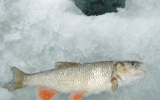 Ловля голавля зимой в период глухозимья