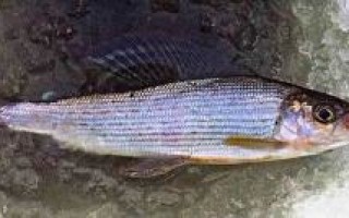 Как выбрать мормышку нахариуса