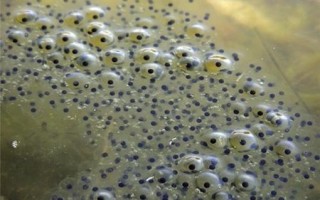 Какая рыба мечет икру зимой, что такое нерестовый период