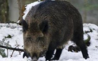 Особенности зимней охоты на кабана