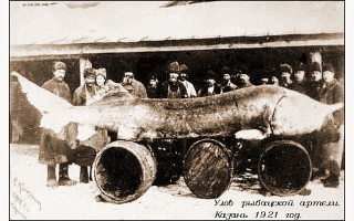 Белуга в волге