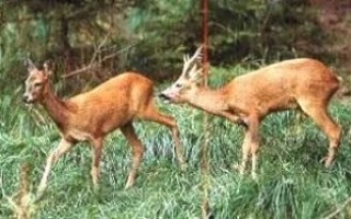 Как сделать манок на косулю своими руками и правильно с ним охотиться
