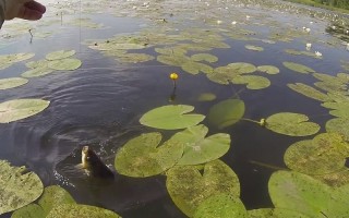 Ловля (рыбалка) на мормышку летом