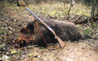Охота на кабана: с засидки, с вышки, с подхода и в кукурузе