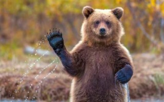 Правила поведения в лесу при встрече с медведем