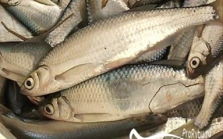 Ловля уклейки на поплавочную удочку снасть и оснастка прикормки и наживки