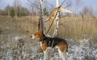 Охота на зайца с гончими: секреты охоты с собаками