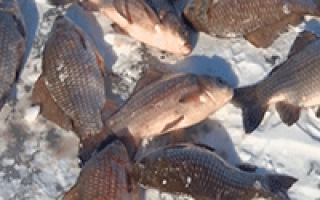Ловля карася зимой