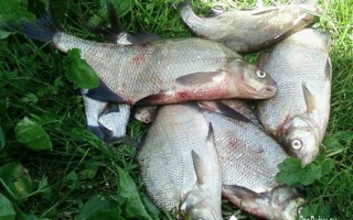 Прикормки для ловли подлещика и густеры на кольцо
