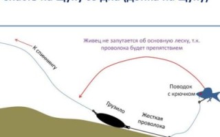 Донная ловля щуки на традиционные виды снастей с живцом