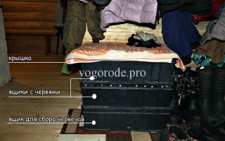 Разведение червей в домашних условиях