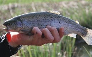 Ловля форели осенью в сентябре, октябре и ноябре