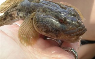 Ловля бычка на черном море: снасти для ловли азовского бычка с берега и лодки