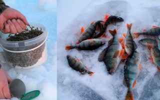 Прикормка для окуня зимой своими руками