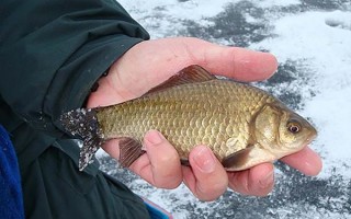 Ловля карася зимой на мормышку и поплавок. Наживки, прикормка и снасти для зимней рыбалки на карася