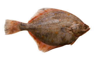 Ловля камбалы в черном море