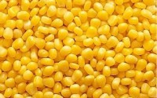 Как варить кукурузу для рыбалки для карпа и другой рыбы: что нужно сделать, чтобы правильно приготовить продукт для хорошего клева?