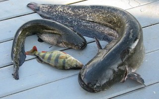 Ловля сома на донку — читайте на Сatcher.fish
