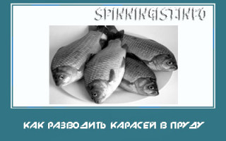 Разведение рыбы в пруду на даче