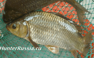Ловля карася весной — особенности ловли весной, советы бывалых