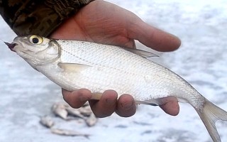 Секреты ловли напокаток зимой