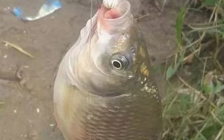 Бойлы для рыбалки: ТОП оснастка своими руками