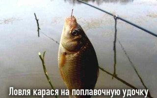 Техника ловли карася на поплавочную удочку и правильная оснастка