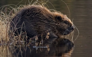 Особенности капканной ловли бобров по открытой воде