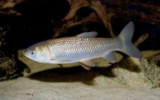 Снасть на амура своими руками
