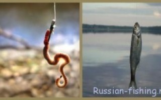 Ловля уклейки весной на поплавочную удочку