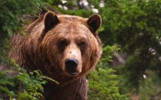 Как проходит период охоты на медведя на овсах
